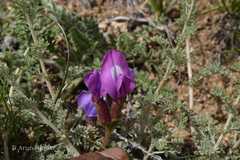 Oxytropis microphylla